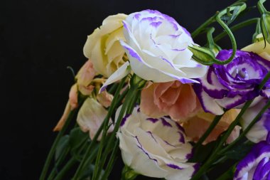 Güzel Eustoma çiçekleri siyah arkaplanı kapatır 