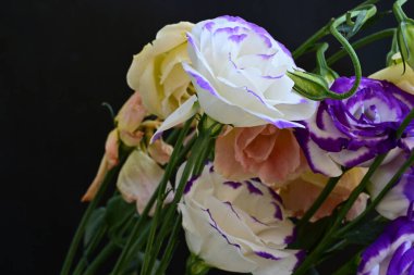 Güzel Eustoma çiçekleri siyah arkaplanı kapatır 