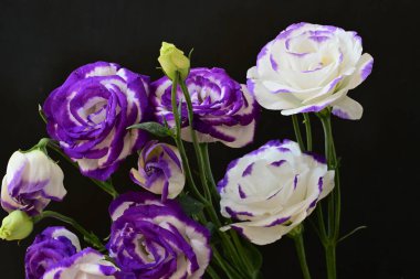 Güzel Eustoma çiçekleri siyah arkaplanı kapatır 