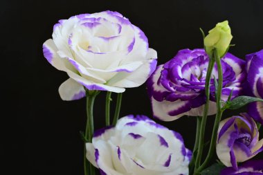 Güzel Eustoma çiçekleri siyah arkaplanı kapatır 