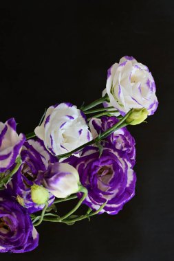 Güzel Eustoma çiçekleri siyah arkaplanı kapatır 