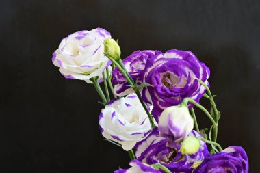 Güzel Eustoma çiçekleri siyah arkaplanı kapatır 