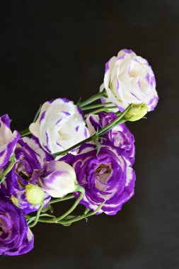 Güzel Eustoma çiçekleri siyah arkaplanı kapatır 