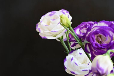 Güzel Eustoma çiçekleri siyah arkaplanı kapatır 