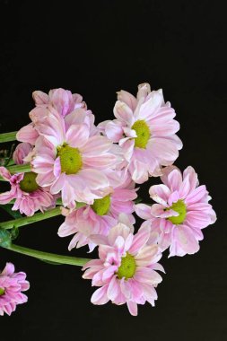 güzel pembe kasımpatı çiçekleri yakın çekim  