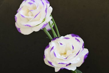 Güzel Eustoma çiçekleri siyah arkaplanı kapatır 