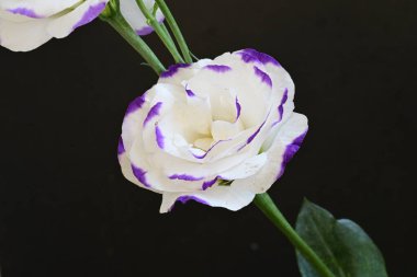 Güzel Eustoma çiçekleri siyah arkaplanı kapatır 