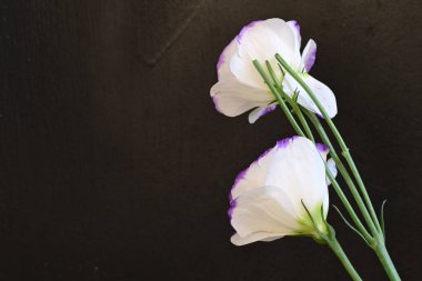 Güzel Eustoma çiçekleri siyah arkaplanı kapatır 