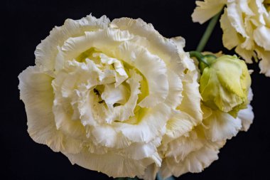 Beyaz karanfil çiçeği siyah arkaplanı kapatır