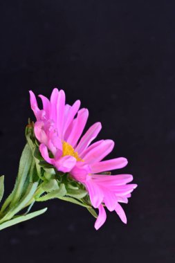 Siyah arka planda güzel çiçekler