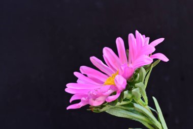 Siyah arkaplanda pembe gerbera çiçeği