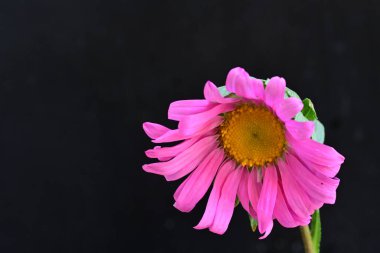 Pembe Gerbera çiçeğine yaklaş.