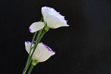 Siyah arka planda güzel bir buket Eustoma çiçeği.