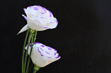 Siyah arka planda güzel mor Eustoma çiçekleri