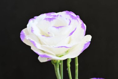 Mavi arka planda güzel bir östoma çiçeği