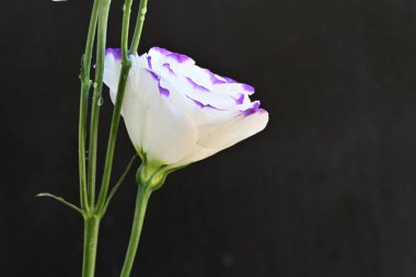 Güzel çiçekler, çiçek konsepti