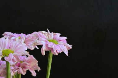 Siyah arka planda güzel pembe çiçekler, yakın plan. 