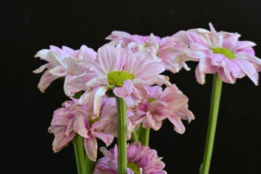 Siyah arka planda güzel pembe çiçekler, yakın plan. 