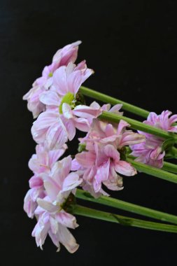 Siyah arka planda güzel pembe çiçekler, yakın plan. 