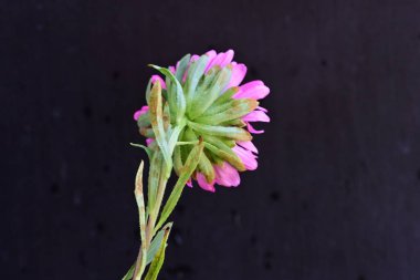 Siyah arkaplanı olan pembe kasımpatı çiçeği. 