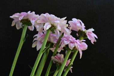 Siyah arka planda güzel pembe çiçekler, yakın plan. 