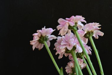 Siyah arka planda güzel pembe çiçekler, yakın plan. 