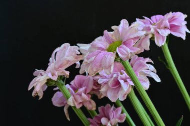 Siyah arka planda güzel pembe çiçekler, yakın plan. 