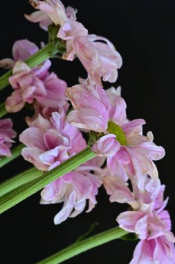 Siyah arka planda güzel pembe çiçekler, yakın plan. 