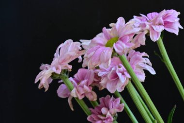 Siyah arka planda güzel pembe çiçekler, yakın plan. 