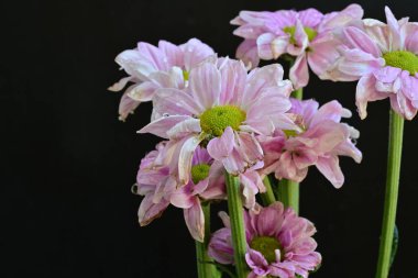 Siyah arka planda güzel pembe çiçekler, yakın plan. 