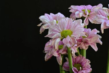 Siyah arka planda güzel pembe çiçekler, yakın plan. 