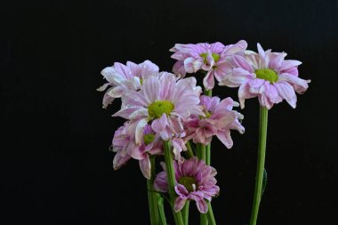 Koyu arkaplanda güzel narin çiçeklerin yakın plan görüntüsü    