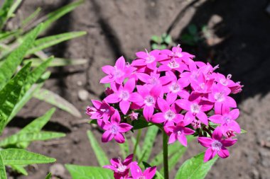 Yakın plan - güneşli yaz gününde bahçede çiçek açan güzel çiçeklerin görüntüsü