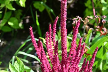 Yakın plan - güneşli yaz gününde bahçede çiçek açan güzel çiçeklerin görüntüsü