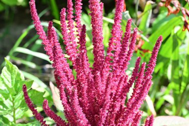 Yakın plan - güneşli yaz gününde bahçede çiçek açan güzel çiçeklerin görüntüsü