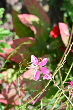 Yakın plan - güneşli yaz gününde bahçede çiçek açan güzel çiçeklerin görüntüsü