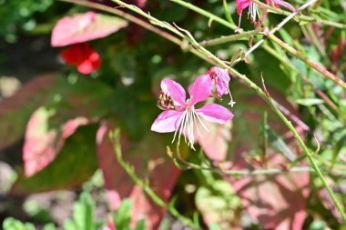 Yakın plan - güneşli yaz gününde bahçede çiçek açan güzel çiçeklerin görüntüsü
