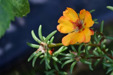 Yakın plan - güneşli yaz gününde bahçede çiçek açan güzel çiçeklerin görüntüsü