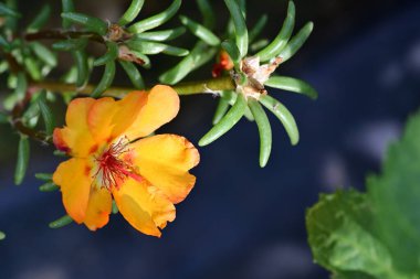 Yakın plan - güneşli yaz gününde bahçede çiçek açan güzel çiçeklerin görüntüsü