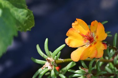 Yakın plan - güneşli yaz gününde bahçede çiçek açan güzel çiçeklerin görüntüsü