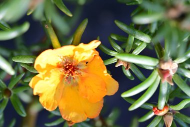 Yakın plan - güneşli yaz gününde bahçede çiçek açan güzel çiçeklerin görüntüsü