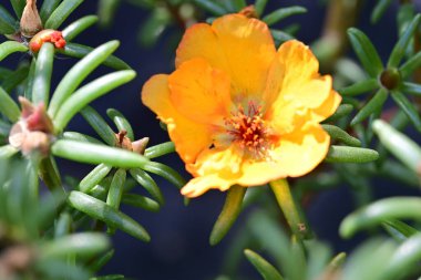 Yakın plan - güneşli yaz gününde bahçede çiçek açan güzel çiçeklerin görüntüsü