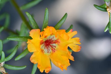 Yakın plan - güneşli yaz gününde bahçede çiçek açan güzel çiçeklerin görüntüsü