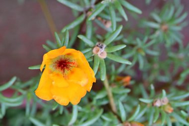 Yakın plan - güneşli yaz gününde bahçede çiçek açan güzel çiçeklerin görüntüsü