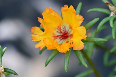 Yakın plan - güneşli yaz gününde bahçede çiçek açan güzel çiçeklerin görüntüsü