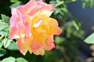 Yakın plan - güneşli yaz gününde bahçede çiçek açan güzel çiçeklerin görüntüsü