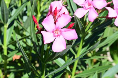 Yakın plan - güneşli yaz gününde bahçede çiçek açan güzel çiçeklerin görüntüsü