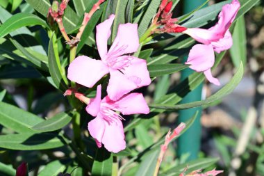 Yakın plan - güneşli yaz gününde bahçede çiçek açan güzel çiçeklerin görüntüsü