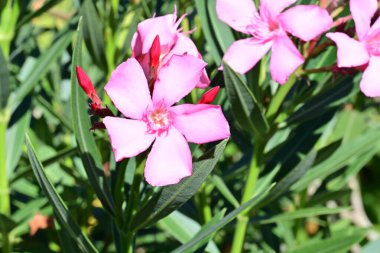 Yakın plan - güneşli yaz gününde bahçede çiçek açan güzel çiçeklerin görüntüsü