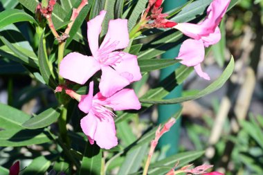 Yakın plan - güneşli yaz gününde bahçede çiçek açan güzel çiçeklerin görüntüsü